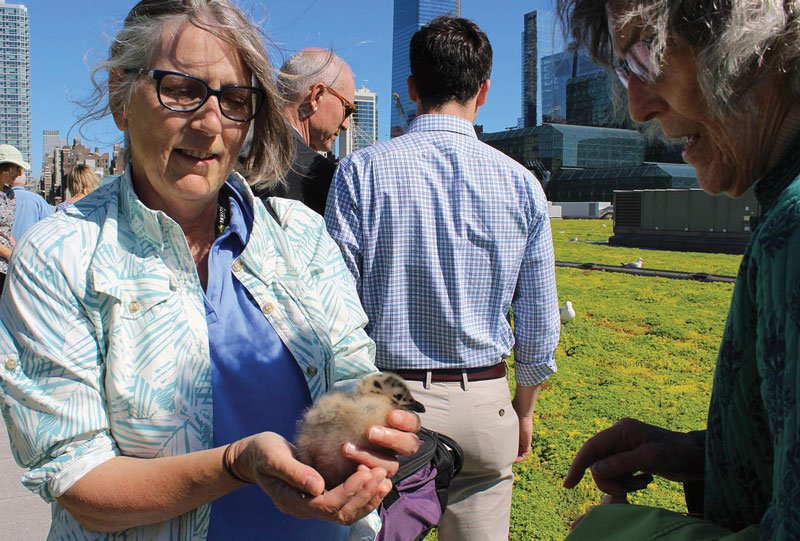 Woman holding baby bird