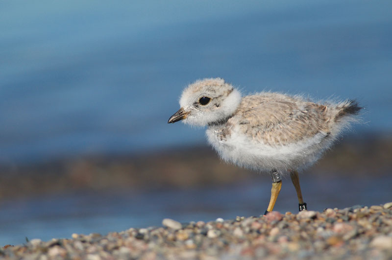 A baby piping plover on walking on a rocky beach.