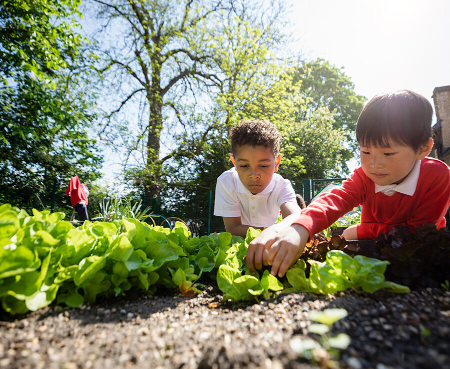Two schoolboys planting seedlings and doing gardening together in a school garden.