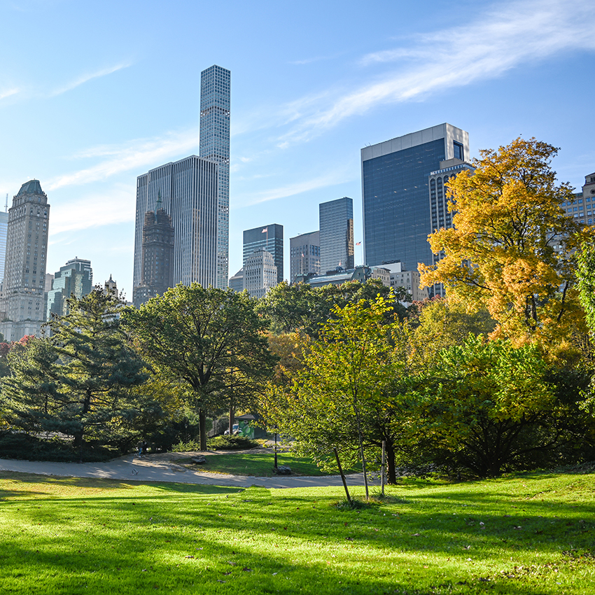 Beautiful trees in Central Park with buildings in the background.