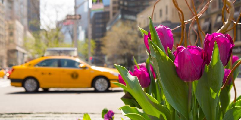 a taxi and some tulips