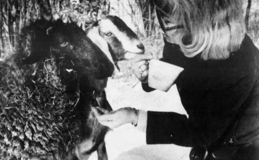 Ellen Goldberg Popper with a sheep and a goat. From The Journal News in 1984. Photo credit: Newspapers.com