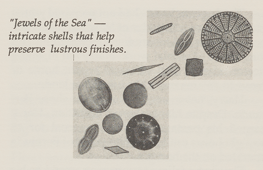 A variety of shells. "Jewels of the Sea" intricate shells that help preserve lustrous finishes.