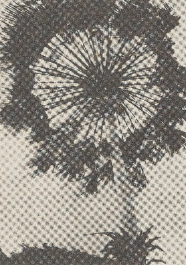 The Carnauba Palm product, memorable – Brazil's "Tree of Life."