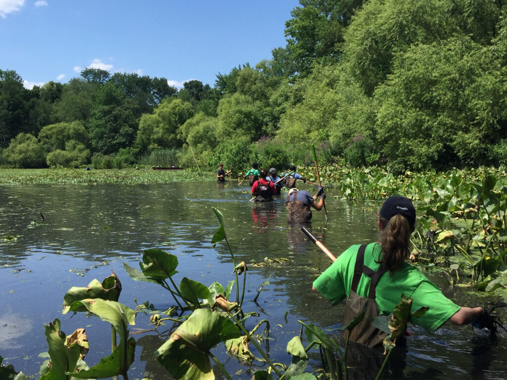 people in waders cleaning in a pond 