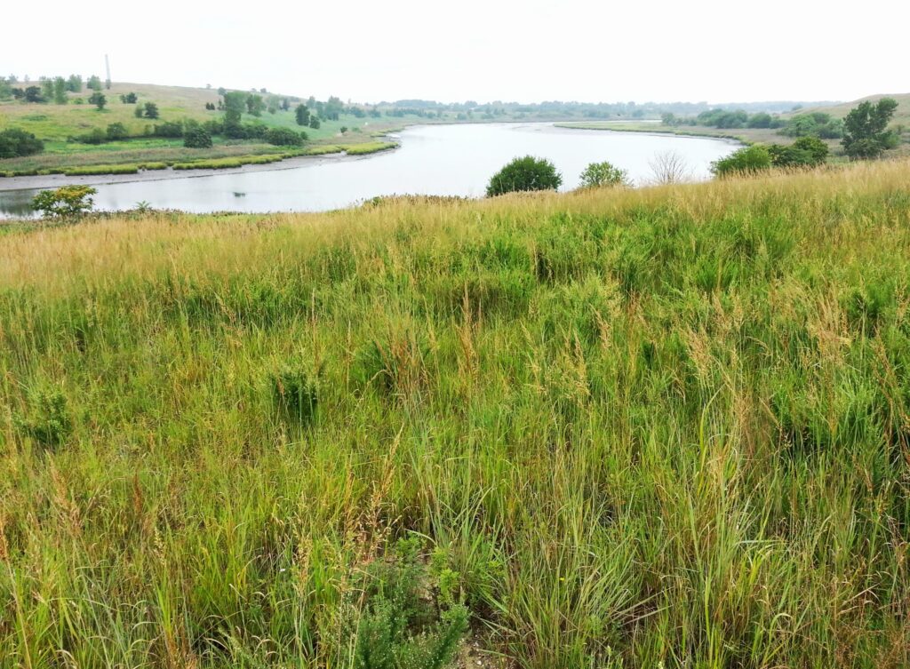 A field of tall wheatgrass along a lake in Freshkills Park.
