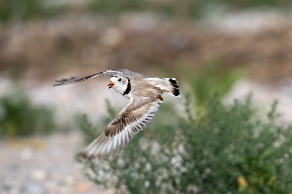A piping plover in flight.