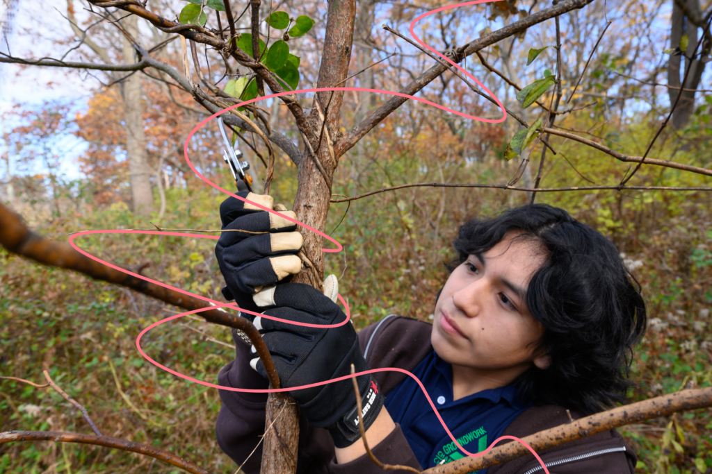 A young person prunes invasive vines from a tree in Harbor Island Park. 
