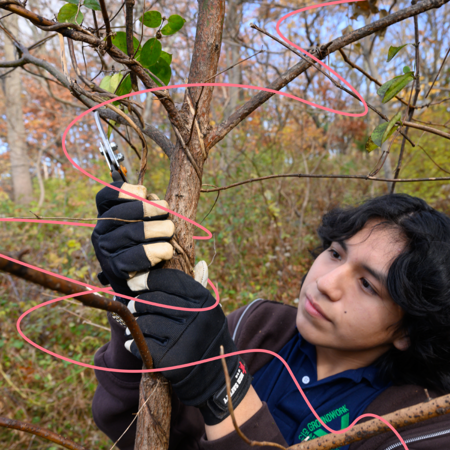 A young person prunes invasive vines from a tree in Harbor Island Park. 