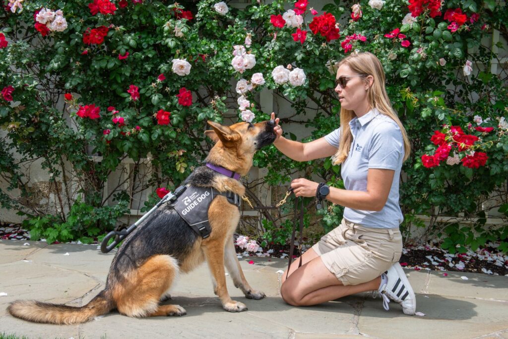 Mobility instructor feeding a guide dog a treat.