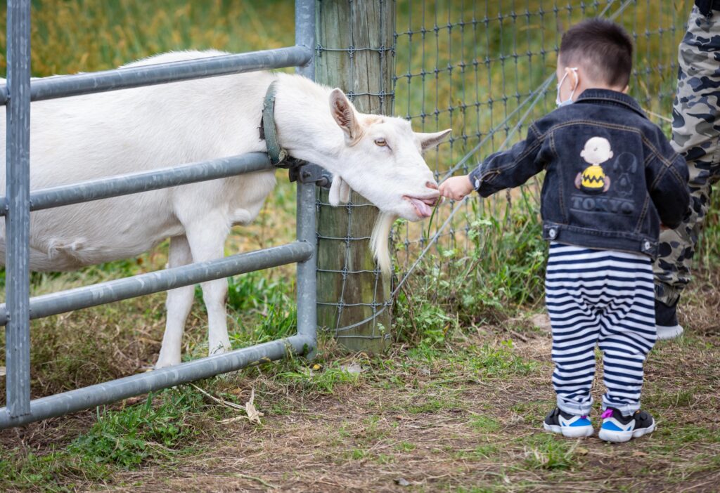 Child petting a goat holding its head out through a fence.