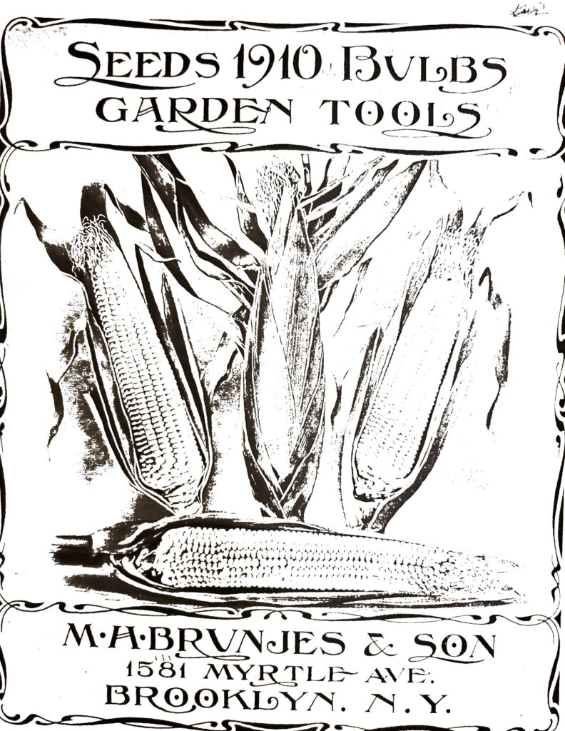 An advertisement that shows ears of corn and says, “Seeds 1910 Bulbs Garden Tools. M.H. Brunjes and Son 1581 Myrtle Ave. Brooklyn, NY.”