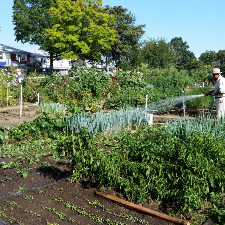 Two volunteers tending to plants in a community garden.