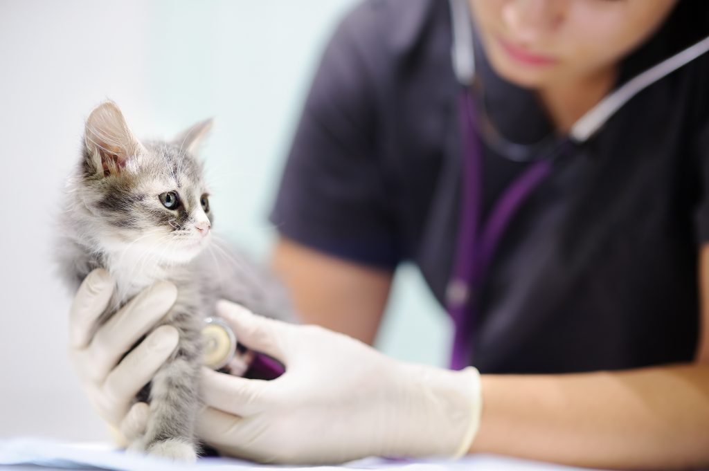 Female veterinary doctor using stethoscope for cute kitten. Cat in a veterinary clinic. Veterinarian professional at vet clinic is examining cute cat